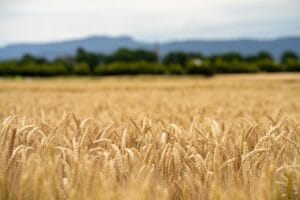 Lay solid foundations for next year’s yield with Sea2Soil 