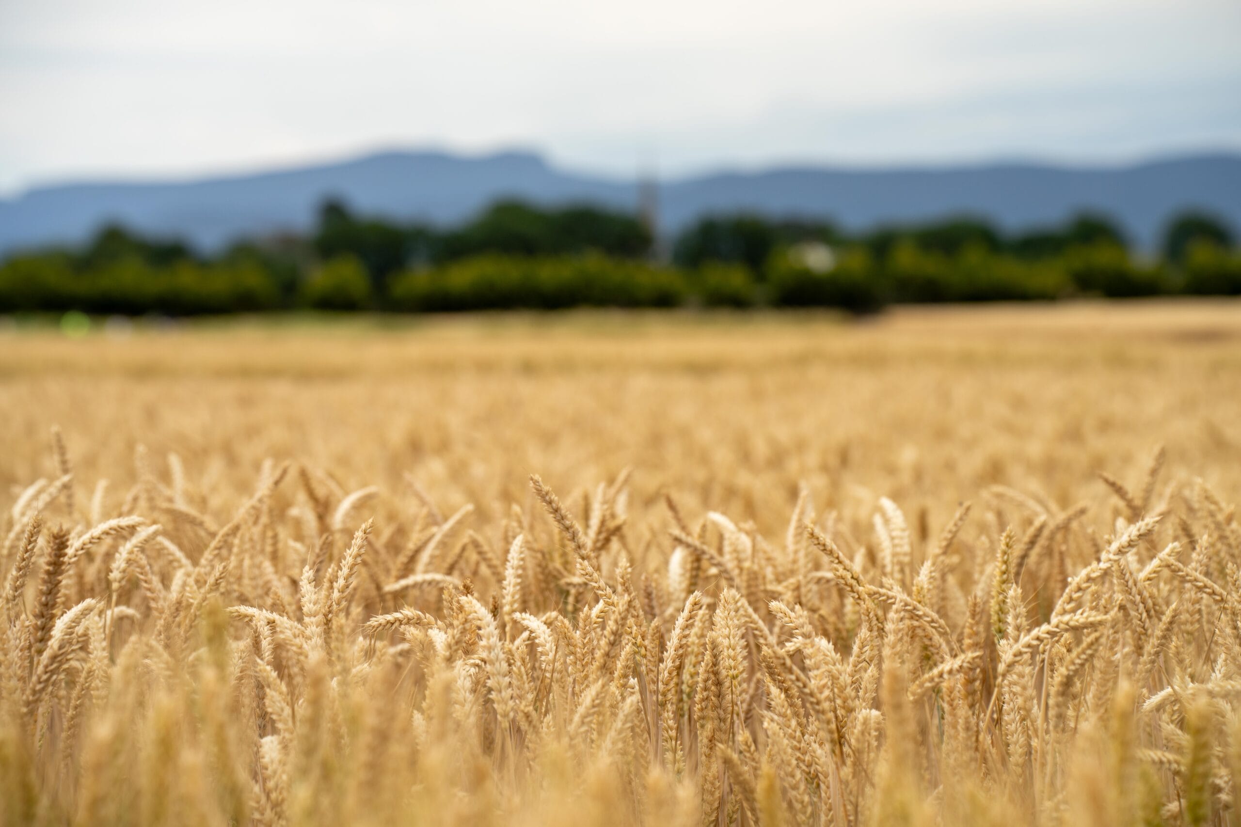 Lay solid foundations for next year’s yield with Sea2Soil