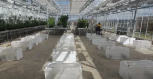 Results of recent studies with NIAB and UoN