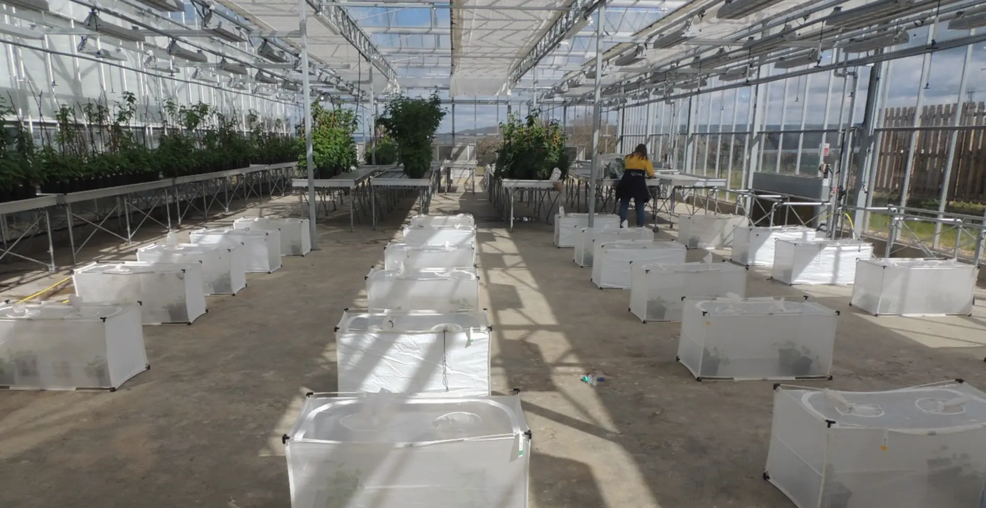 Results of recent studies with NIAB and UoN