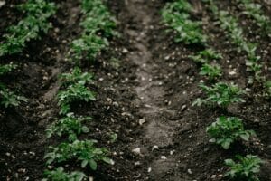 When to Feed Your Soil Biology – and Why Timing Matters