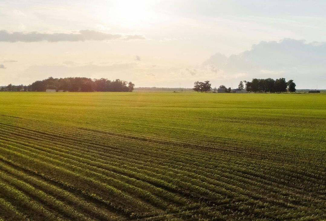 Farming Through Drought: Lessons from Bulgaria with Marian Dichevski